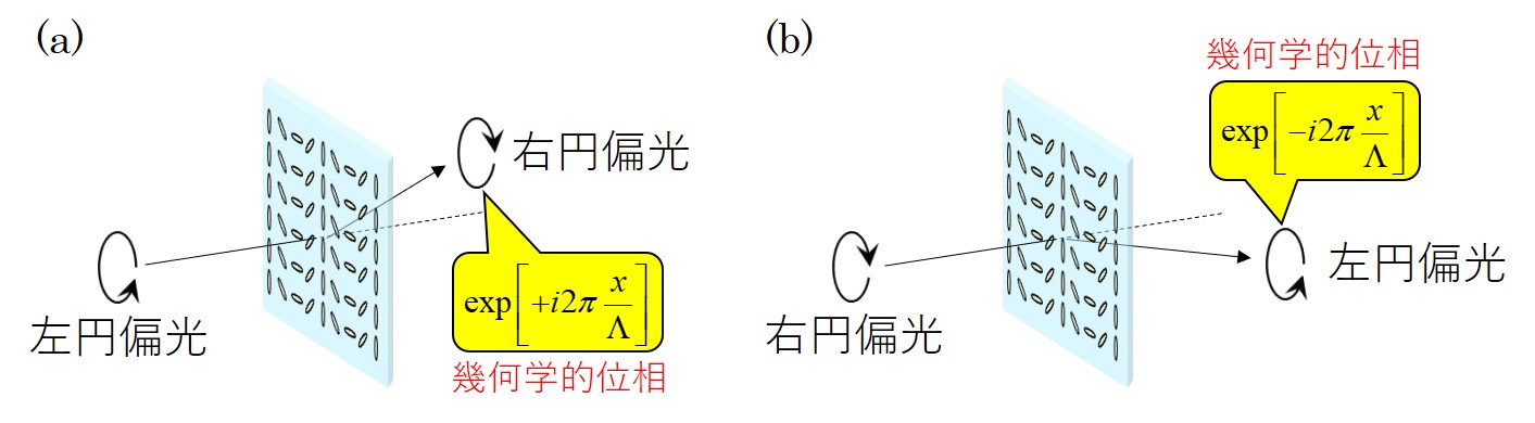 図1　 偏光回折格子の回折特性。（a）左円偏光を入射させた場合。（b）右円偏光を入射させた場合。 