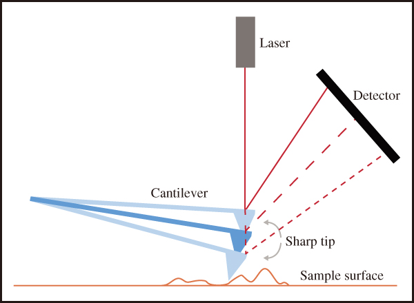 図3　表面形状の変化がAFMチップを動かし，検出器上の反射レーザーの位置を変化させることで，表面トポグラフィー計測が可能になる