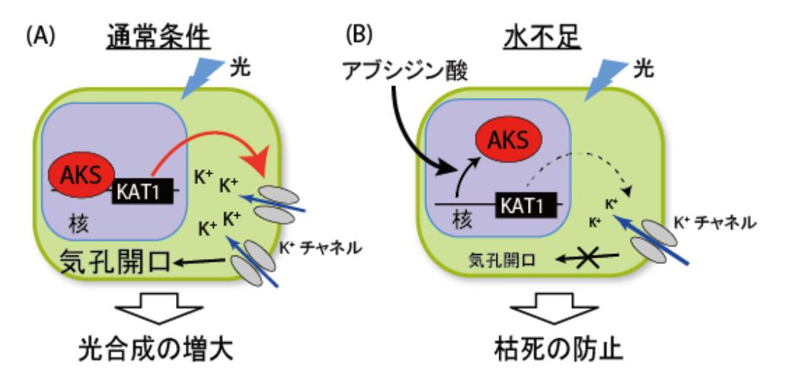 九大 気孔開口を促進し 水不足条件では水分消費を抑えるタンパク質を発見 Optronics Online オプトロニクスオンライン