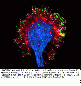NAIST、神経細胞の軸索を正しい場所へ伸ばすナビゲーションの仕組みを発見