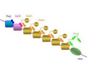 阪大、ゲノム安定化を担う新しいタンパク質複合体の同定に成功