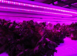 昭和電工製植物育成用LEDおよびShigyo法を採用した植物工場が完成