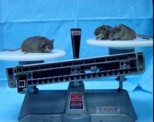 名大、新たなマウス肥満抑制遺伝子 MRAP2 を発見