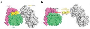 京大、ペルオキシソーム病RCDP-1の分子機構を解明