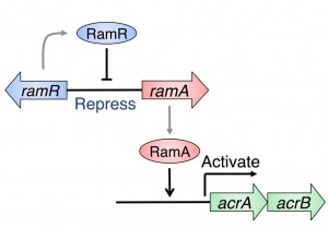 New The Crystal structure of multidrug resistance regulator RamR