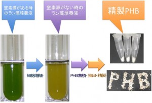 理研ほか、ラン藻が作るバイオプラスチックの増産に成功