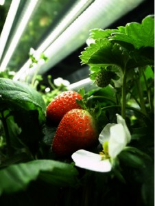 藤電気と明大ら，閉鎖型人工光植物工場におけるイチゴの量産技術を確立