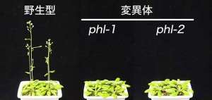 京大、赤色光受容体の機能を制御することで花を咲かせるタイミングを調節する新たな因子を発見