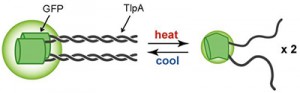 京大、細胞内温度センサの開発と生体の恒常性を担う熱産生機構の可視化に成功