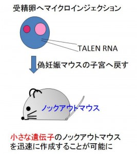 東京医歯大、新しい遺伝子改変技術の応用により小さなRNAの欠損マウスの作成に成功
