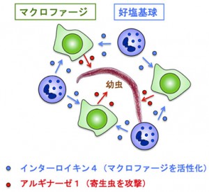 東京医歯大、消化管寄生虫に対する生体防御の新たな仕組みを解明