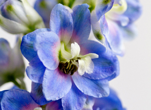 東京農工大、花を青色にするアントシアニンの有機酸による修飾メカニズムを解明