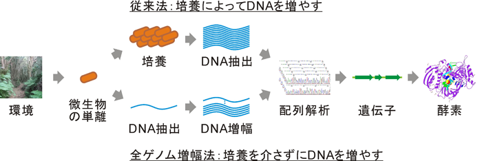 農研機構，わずかな試料DNAを大量複製できるDNA合成酵素の生産に成功
