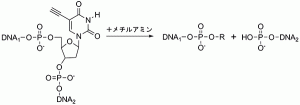 理研，簡単な操作でDNAの切断だけでなく連結も可能な方法を考案