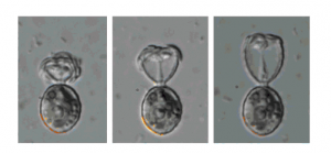 筑波大，アメーバ状光合成性単細胞生物がガラスの殻を作る様子の撮影に成功