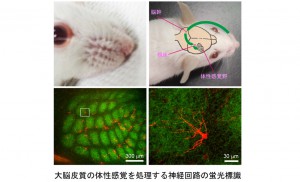 国立遺伝学研究所，新生児マウスの大脳皮質で神経回路が成長する様子を観察することに成功