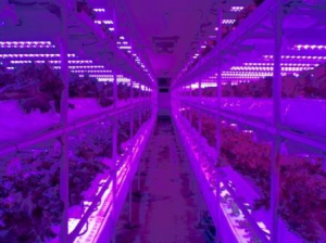 昭和電工の植物育成用LEDとShigyo法，沖縄の植物工場に採用