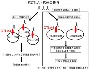 名大ら，抗CTLA-4阻害抗体を用いた腫瘍免疫療法に併発する二次性下垂体炎の発症機序を解明