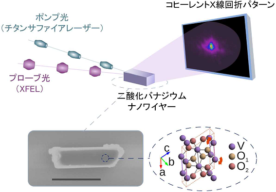 北海道大や理研など，ナノ結晶中の超高速構造変化をX線レーザで捉えることに成功