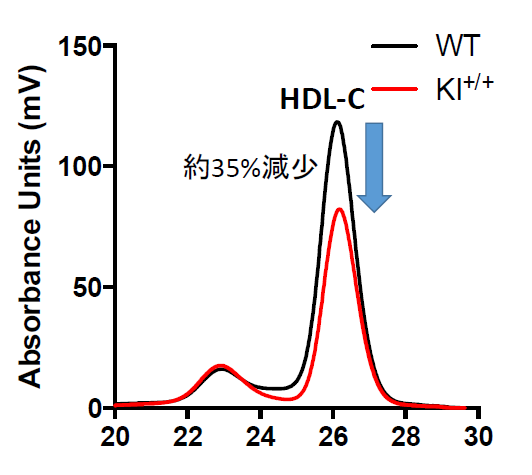 京大，コレステロール調節につながるヒトマイクロRNAをマウスに導入することに成功