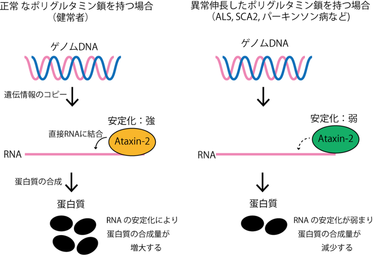 大阪大，ALSや遺伝性脊髄小脳変性症などの発症の鍵を握るタンパク質が，RNAの安定性を制御することを発見