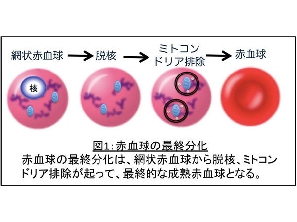 東京医科歯科大ら，赤血球からミトコンドリアが除かれるメカニズムを解明