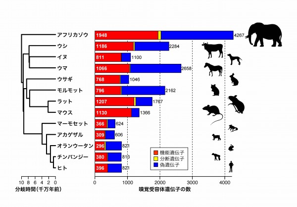 東大，アフリカゾウはイヌの2倍もの嗅覚受容体遺伝子を持つことを明らかに