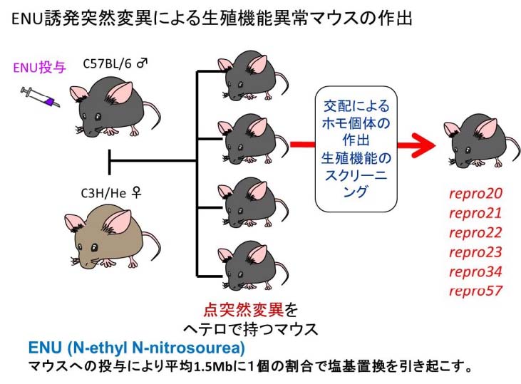 岡山大ら，突然変異マウスを用いて不妊の原因遺伝子を解明