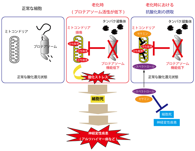 京大，タンパク質分解装置の活性低下が細胞死に繋がる過程とその抑制法を発見