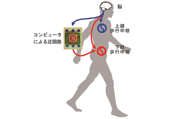 生理研，歩行中枢と腕の筋肉とをコンピュータを介して繋ぎ歩行運動パターンの制御に成功