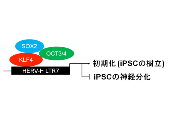 京大，iPS細胞の初期化/分化に内在性レトロウイルスが関与することを発見