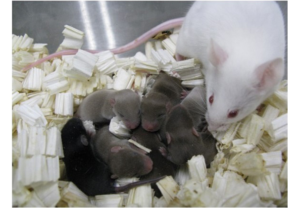 山梨大，宇宙で保存したマウス精子から健康な産仔を得ることに成功