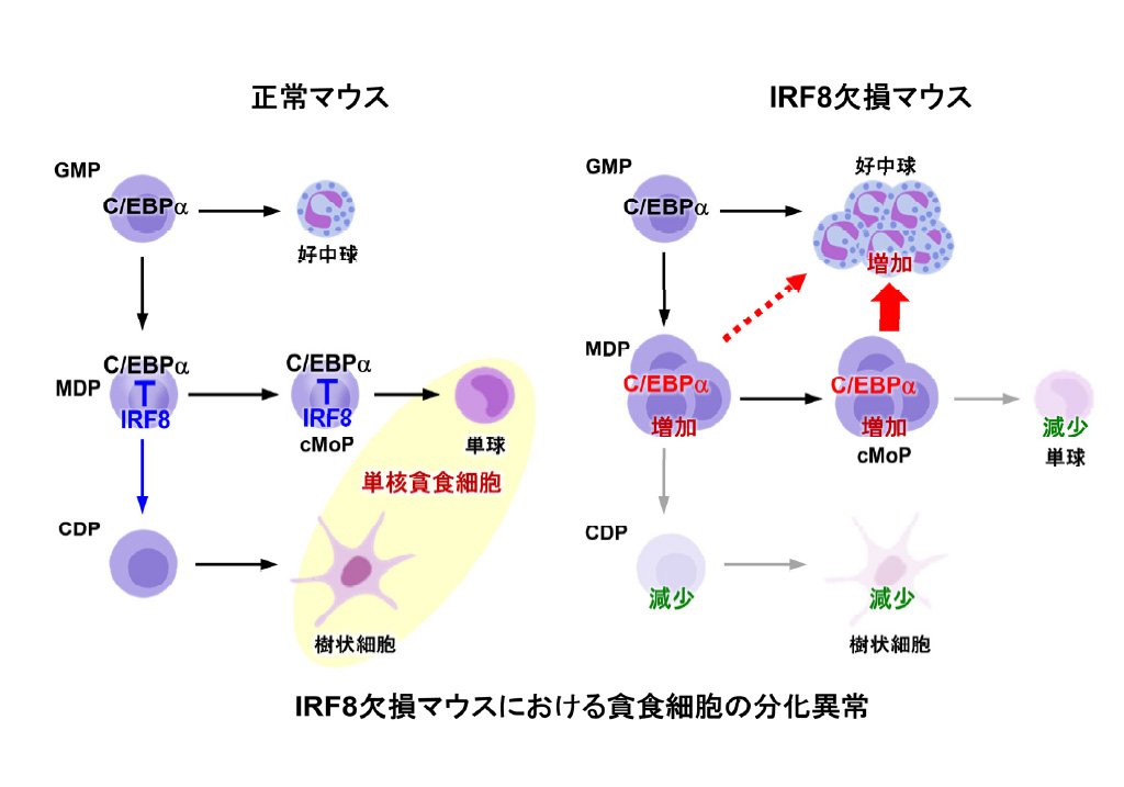横市大ら，転写因子IRF8による貪食細胞への分化決定の分子メカニズムを解明