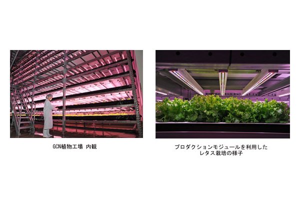 フィリップス，植物育成用LED照明1万3,000本を大阪府大の植物工場に納入