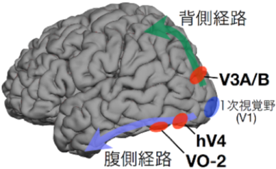 NICT，物の光沢知覚に関わるヒトの脳部位を特定