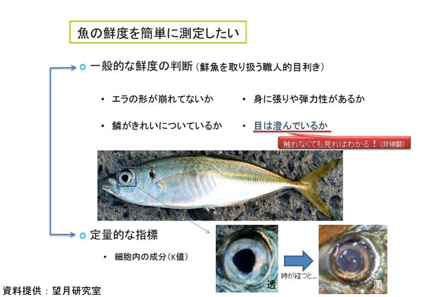 東洋大，レーザで魚の目の濁りを計測して鮮度を測る方法を開発