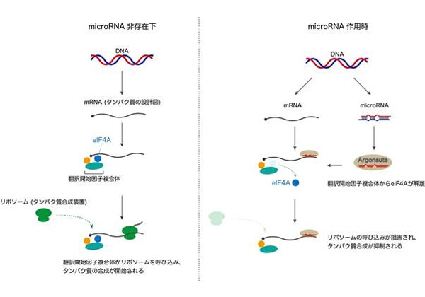 東大，microRNAがタンパク質合成を抑制するしくみを解明