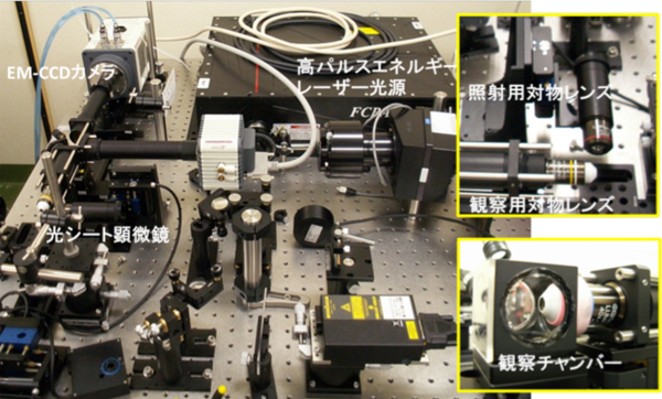 生物研ら，工業用レーザを用いることで2光子・光シート顕微鏡の視野拡大に成功