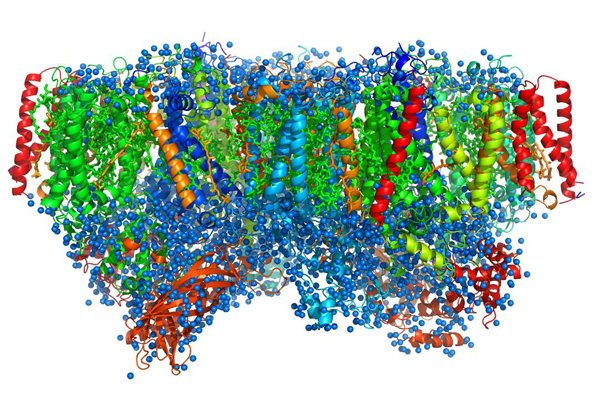 岡山大ら，光合成を行なうタンパク質複合体の正確な三次元原子構造を解明