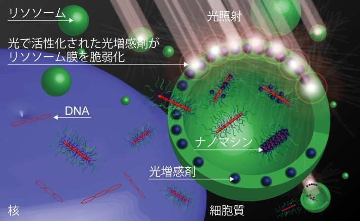 東工大ら，ナノマシンによるがんへの光選択的な遺伝子導入に成功