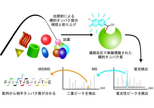 富山大，光により薬の作用タンパク質を高効率で特定する技術を開発