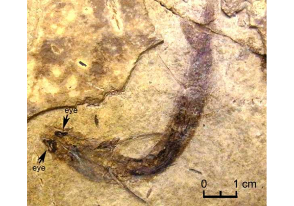 熊本大ら，3億年前の魚類の化石から眼の軟組織を発見