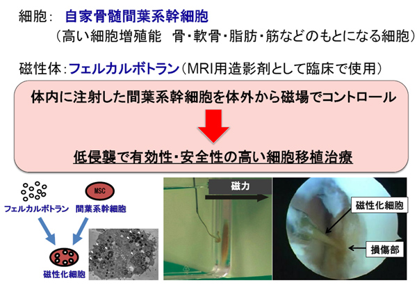 広島大，磁性化した自己骨髄幹細胞を欠損部に磁力で誘導することに成功