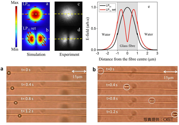 OIST，高次モード光によるミクロンサイズの粒子の制御に成功
