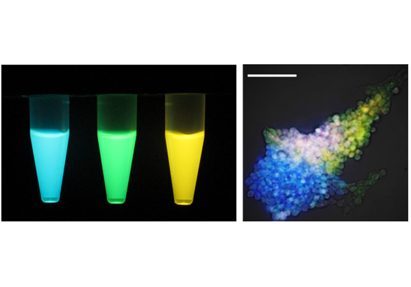 阪大ら，肉眼観察できる明るい発光タンパク質を開発