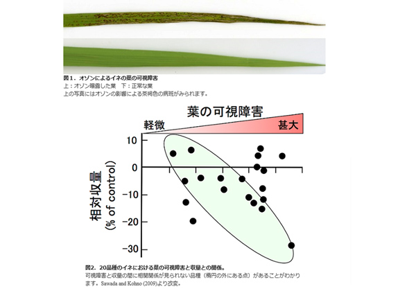 NIESら，光化学オキシダントによる米の収量減の原因を発見