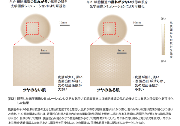 富士フイルム，肌のハリ感をシミュレーションで解明