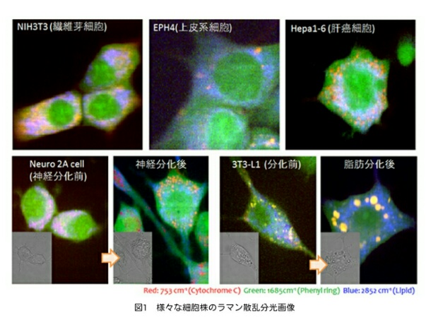 理研ら，細胞指紋による細胞分化の可視化に成功