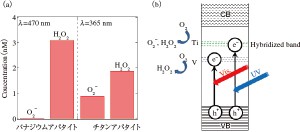 図5　（a）光照射下で生成するO2–とH2O2濃度（b）バナジウムアパタイトとチタンアパタイトのバンド構造の比較
