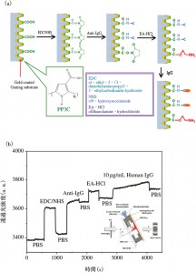 図4　ポリピロールカルボン酸薄膜上の抗ヒトIgGの固定化とIgG検出の概略図（a）とT-SPRキネティック特性（b）（1．ポリピロールカルボン酸（PP3C）薄膜表面のEDC/NHSによるカルボキシル基の活性化，2．抗ヒトIgGの固定化，3．エタノールアミン（EA）による残留活性部位の不活性化，4．ヒトIgGの検出）